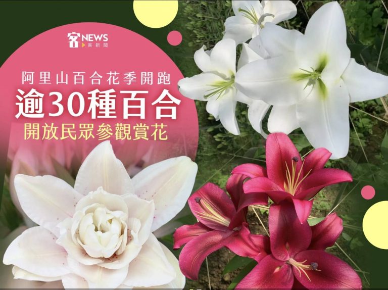 阿里山百合花季首度舉行：打造春季賞花新地標